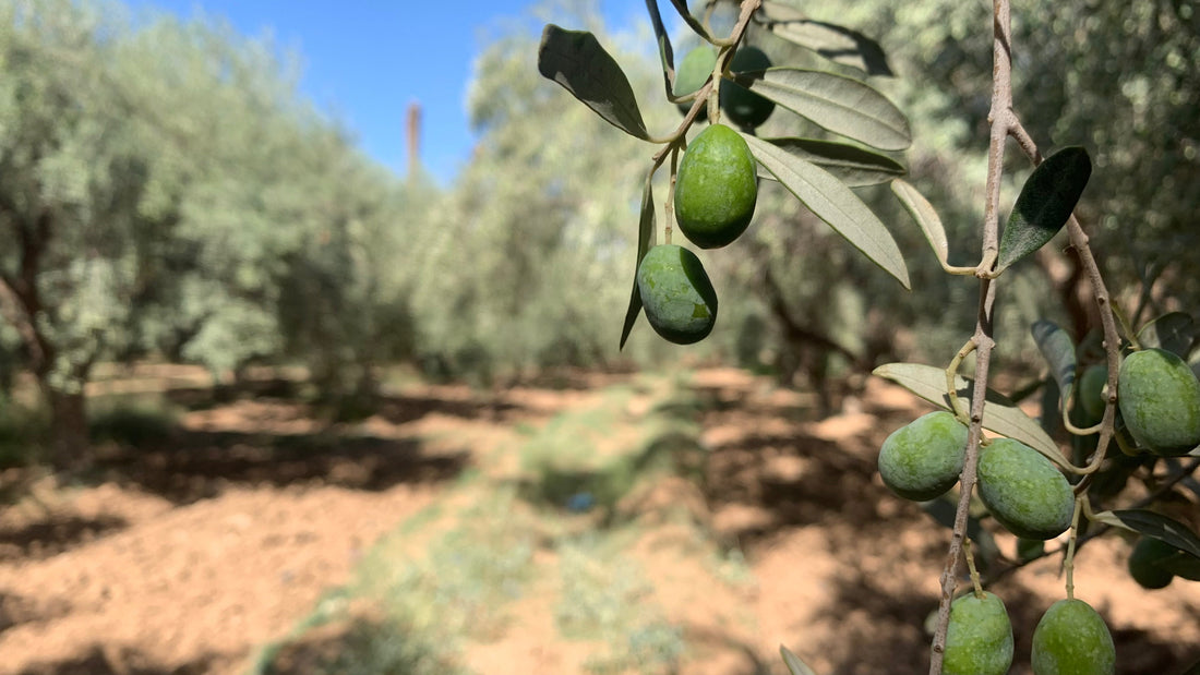 Tunisia’s olive oil season, Nov 2025